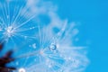 Dandelion seeds with dew drops are a perfect decoration for a stylish interior Royalty Free Stock Photo