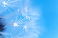 Dandelion seeds with dew drops are a perfect decoration for a stylish interior Royalty Free Stock Photo