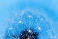 Dandelion seeds with dew drops are a perfect decoration for a stylish interior Royalty Free Stock Photo