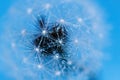 Dandelion seeds with dew drops are a perfect decoration for a stylish interior Royalty Free Stock Photo