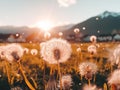 Dandelion seeds dispersing on a warm summer breeze at sunset Royalty Free Stock Photo