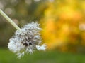 Dandelion seeds