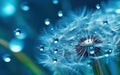 Dandelion Seeds in droplets of water on blue and turquoise beautiful background Royalty Free Stock Photo