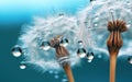 Dandelion Seeds in droplets of water on blue and turquoise beautiful background Royalty Free Stock Photo