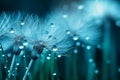 Dandelion Seeds in droplets of water on blue and turquoise beautiful background with soft focus in nature macro. . Generative AI. Royalty Free Stock Photo