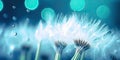 Dandelion Seeds in droplets of water on blue and turquoise beautiful background with soft focus in nature macro. Drops of dew Royalty Free Stock Photo