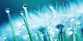 Dandelion Seeds in droplets of water on blue and turquoise beautiful background with soft focus in nature macro. Drops of dew Royalty Free Stock Photo