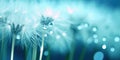 Dandelion Seeds in droplets of water on blue and turquoise beautiful background with soft focus in nature macro. Drops of dew Royalty Free Stock Photo