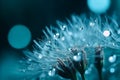 Dandelion Seeds in droplets of water on blue and turquoise beautiful background with soft focus in nature macro. Generative AI. Royalty Free Stock Photo