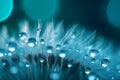 Dandelion Seeds in droplets of water on blue and turquoise beautiful background with soft focus in nature macro. Generative AI. Royalty Free Stock Photo