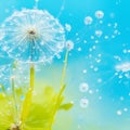 Dandelion Seeds in droplets of water on blue and turquoise beautiful background with soft focus in nature macro. Generative AI. Royalty Free Stock Photo
