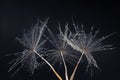 Dandelion seeds with drops close-up macro photo on a black background. The concept of a poster, a picture Royalty Free Stock Photo