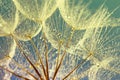 Dandelion Seeds in the drops of dew Royalty Free Stock Photo