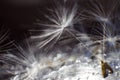 Dandelion seeds with drops of water on a blue dark background Royalty Free Stock Photo