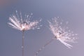 Dandelion seeds with drops of water or dew on a gentle background. A beautiful artistic image. Selective focus. Macro. Royalty Free Stock Photo