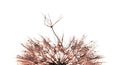 Dandelion seeds in drops of water on white Royalty Free Stock Photo