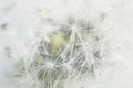 Dandelion seeds with drops of water on a white background Royalty Free Stock Photo