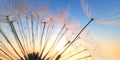 Dandelion with seeds in the evening sun