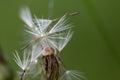 Dandelion seeds with few dew drops Royalty Free Stock Photo