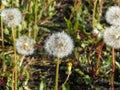 Dandelion seeds in the field on a sunny spring day. Royalty Free Stock Photo