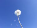 Dandelion seeds floating on blue sky -- Wishes