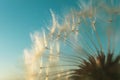 Dandelion seeds on a flower.