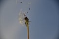 Dandelion seeds fluttering in the wind