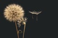 Dandelion seeds fly away from the flower in wind Royalty Free Stock Photo