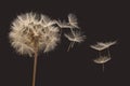 Dandelion seeds fly away from the flower in wind Royalty Free Stock Photo