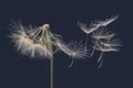 Dandelion seeds fly away from the flower in wind Royalty Free Stock Photo