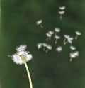 Dandelion seeds fly, dandelion fly, seed fly, seeds fly Royalty Free Stock Photo