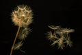 dandelion seeds fly from a flower on a dark background. botany and bloom growth propagation Royalty Free Stock Photo