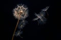 dandelion seeds fly from a flower on a dark background. botany and bloom growth propagation Royalty Free Stock Photo