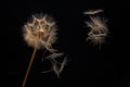 dandelion seeds fly from a flower on a dark background. botany and bloom growth propagation Royalty Free Stock Photo