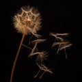 dandelion seeds fly from a flower on a dark background. botany and bloom growth propagation Royalty Free Stock Photo