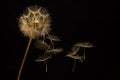 dandelion seeds fly from a flower on a dark background. botany and bloom growth propagation Royalty Free Stock Photo