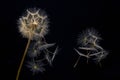 dandelion seeds fly from a flower on a dark background. botany and bloom growth propagation Royalty Free Stock Photo