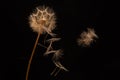 dandelion seeds fly from a flower on a dark background. botany and bloom growth propagation Royalty Free Stock Photo