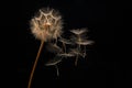 dandelion seeds fly from a flower on a dark background. botany and bloom growth propagation Royalty Free Stock Photo
