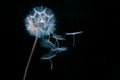 dandelion seeds fly from a flower on a dark background. botany and bloom growth propagation Royalty Free Stock Photo