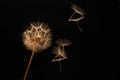 dandelion seeds fly from a flower on a dark background. botany and bloom growth propagation Royalty Free Stock Photo