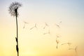 Dandelion seeds are flying against the background of the sunset sky. Floral botany of nature Royalty Free Stock Photo