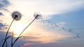 Dandelion seeds are flying against the background of the sunset sky. Floral botany of nature Royalty Free Stock Photo