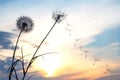 Dandelion seeds are flying against the background of the sunset sky. Floral botany of nature Royalty Free Stock Photo