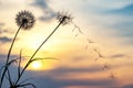 Dandelion seeds are flying against the background of the sunset sky. Floral botany of nature Royalty Free Stock Photo