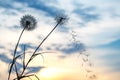 Dandelion seeds are flying against the background of the sunset sky. Floral botany of nature Royalty Free Stock Photo