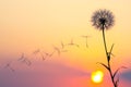 Dandelion seeds are flying against the background of the sunset sky. Floral botany of nature Royalty Free Stock Photo