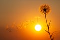 Dandelion seeds are flying against the background of the sunset sky. Floral botany of nature Royalty Free Stock Photo