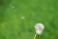 Dandelion seeds flying away Royalty Free Stock Photo