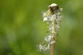 Dandelion seeds flying away Royalty Free Stock Photo